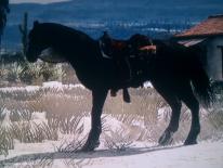 Red Dead Redemption