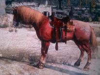 Red Dead Redemption