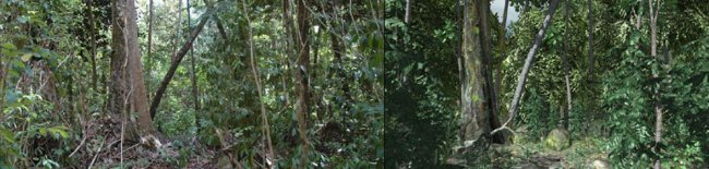Crysis