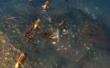 Aqua: Naval Warfare