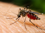Dengue-tilf&aelig;lde overstiger 44.000 i Sri Lanka alene i 2026