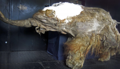 media/07/scientistssequence39_000_year_old_4730783t.png