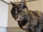 Verdens &aelig;ldste kat fejrer 30-&aring;rs f&oslash;dselsdag