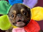 TikTok-sensationen King Chilli the Pug sl&aring;r GoFundMe-m&aring;let om livreddende operation