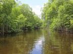 Verdens mangroveskove g&oslash;r et overraskende comeback