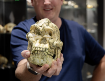 media/15/scientistsfind3_million_year_old_4761513t.png