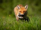 Atten dyr, fugle og insekter er blevet udvalgt til fremtidige britiske pengesedler