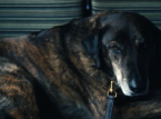 Irvings hund i Severance spiller også med i Succession