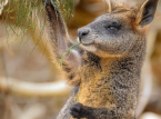 Tre k&aelig;ngurulignende wallabies reddet under et cannabisfarm-raid langt fra deres naturlige Antipoder