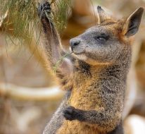 media/24/3kangaroo_likewallabies_4942433t.jpg