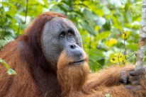media/26/7criticallyendangered_4922613t.jpg