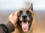 Unders&oslash;gelse identificerer den &aelig;ldste kendte hund, der g&aring;r 15.800 &aring;r tilbage
