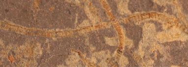 media/29/scientistsdiscovertraces_4732993t.jpg