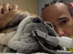 Lewis Hamiltons hund Roscoe er i koma: Formel 1-mesteren deler dybtf&oslash;lt besked