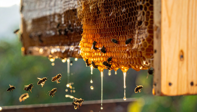 Skal jeg blive eller skal jeg gå: Den franske minister trækker sig, men vender tilbage på grund af kontroversiel landbrugslov