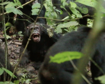 media/43/wildchimpanzeesobserved_4864333t.png