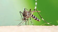 media/49/excruciatingtropicaldisease_4814993t.png