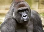 Det Hvide Hus kalder Harambe en "Sand Patriot"