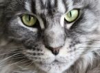 Kat redder familien fra kulilteforgiftning