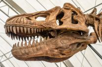 media/52/trexgrew_4785203t.jpg