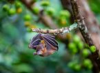 Alt, hvad du beh&oslash;ver at vide om Nipah-virussen, efter Indien bekr&aelig;fter to tilf&aelig;lde