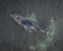 media/54/humpbackwhalestranded_4855403t.png