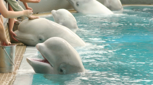30 hvidhvaler, der er efterladt til at dø i en lukket park i Canada, vil blive sendt til zoologiske haver i USA og Spanien