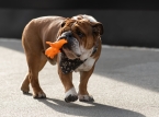 Lewis Hamiltons elskede bulldog Roscoe er desv&aelig;rre d&oslash;d