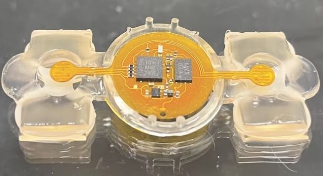 Biohybrid robot går ved hjælp af musemuskler