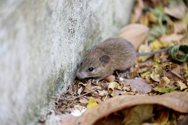 Hantavirus-udbrud bekræftet som Andesudbruddet, det eneste der kan overføres fra person til person