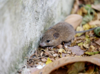 Hantavirus-udbrud bekr&aelig;ftet som Andesudbruddet, det eneste der kan overf&oslash;res fra person til person