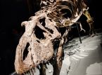 T-Rex-fossilet forventes at blive solgt for millioner p&aring; auktion, men forskerne er ikke tilfredse