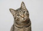 Greek Cat Sanctuary tilbyder gratis kost og logi til frivillige, brug dine dage p&aring; at putte med katte