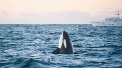 media/88/killerwhalesare_4048813t.jpg