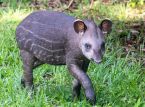 F&oslash;rste lavlandstapirkalv i 14 &aring;r budt velkommen i UK zoo