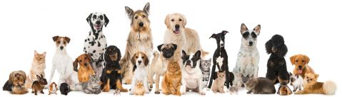 media/99/wereprehistoricdogs_4729973t.jpg